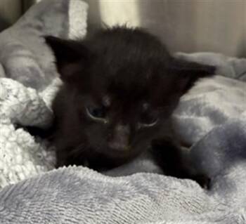 CHARMELEON -  Domestic Short Hair Cat for Adoption in Rosenberg, Texas - CHARMELEON | PetCurious