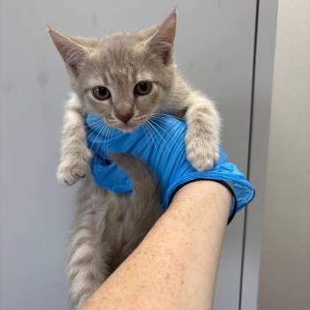 Domestic Short Hair Cats Available for Adoption in Columbiana, Alabama - Chirp | PetCurious