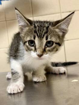 Domestic Short Hair Cats Available for Adoption in San Antonio, Texas - Artie | PetCurious