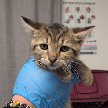 Sucrose -  Domestic Short Hair Cat for Adoption in Hattiesburg, Mississippi - Sucrose | PetCurious