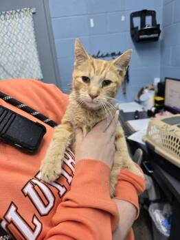 Domestic Short Hair Cats Available for Adoption - Cream Soda | PetCurious