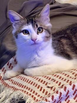 Charlee PB -  Domestic Medium Hair Cat for Adoption in Schertz, Texas - Charlee PB | PetCurious