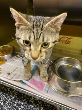 Domestic Short Hair Cats Available for Adoption in Jackson, Tennessee - Albatross | PetCurious
