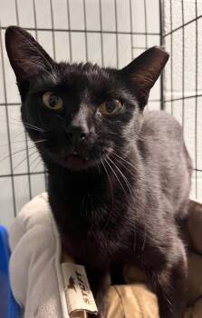 Domestic Short Hair Cats Available for Adoption in Huntington, Indiana - Zelda | PetCurious