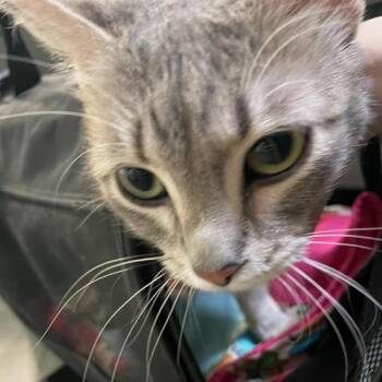 Domestic Short Hair Cats Available for Adoption in Des Moines, Iowa - Meka | PetCurious