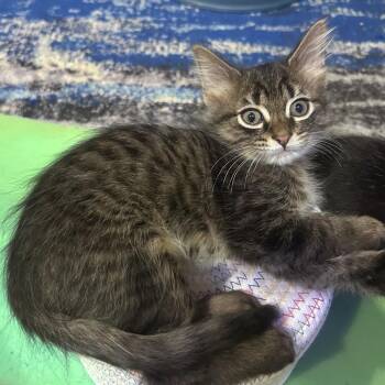 Bow -  Domestic Short Hair Cat for Adoption in Saint Charles, Missouri - Bow | PetCurious