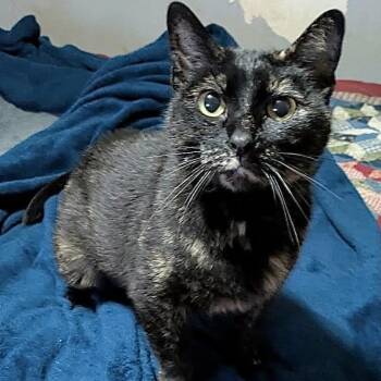 Dobby -  Domestic Short Hair Cat for Adoption in Denison, Texas - Dobby | PetCurious