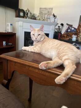 Rescue American Wirehair Cats for Adoption in Charlotte, North Carolina - Oz | PetCurious