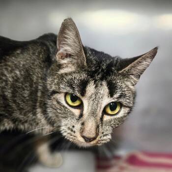 Rosey -  Domestic Short Hair Cat Available for Adoption in San Jacinto, California - Rosey | PetCurious
