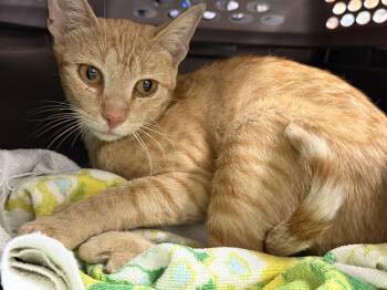 Fancy Frankie -  Tabby Cat for Adoption in Columbia, South Carolina - Fancy Frankie | PetCurious