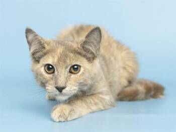 BUTTERSCOTCH -  Domestic Short Hair Cat for Adoption in Phoenix, Arizona - BUTTERSCOTCH | PetCurious