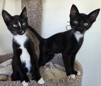 Skunky, Monkey, Phoenix & Ziggy -  Tuxedo and Tabby Cat for Adoption in San Luis Obispo, California - Skunky, Monkey, Phoenix & Ziggy | PetCurious