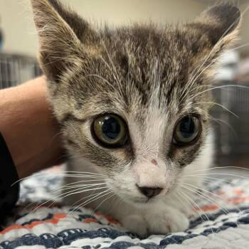 Cricket 26-06-005 -  Domestic Short Hair Cat for Adoption in Bastrop, Texas - Cricket 26-06-005 | PetCurious