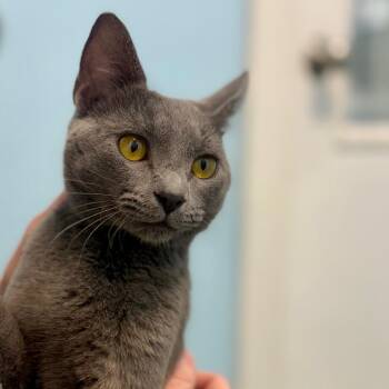 Blue -  Russian Blue Cat for Adoption in New Fairfield, Connecticut - Blue | PetCurious