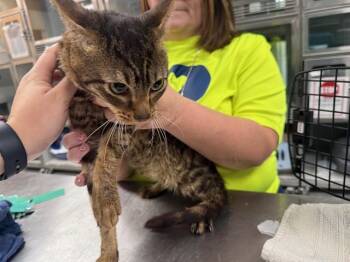 Domestic Short Hair Cats Available for Adoption - CHARLIE | PetCurious