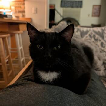 Miss -  Domestic Short Hair Cat for Adoption in Lexington, Kentucky - Miss | PetCurious