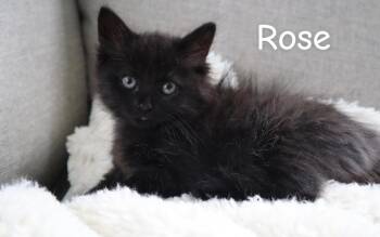 Rose -  Domestic Medium Hair Cat for Adoption in Springfield, Massachusetts - Rose | PetCurious