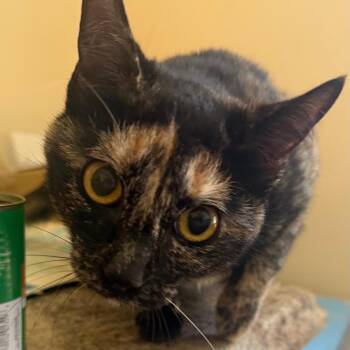 Domestic Short Hair Cats Available for Adoption in Corinth, Mississippi - Coco | PetCurious