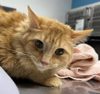 Domestic Long Hair and Domestic Short Hair Cats Available for Adoption - Yuumi | PetCurious