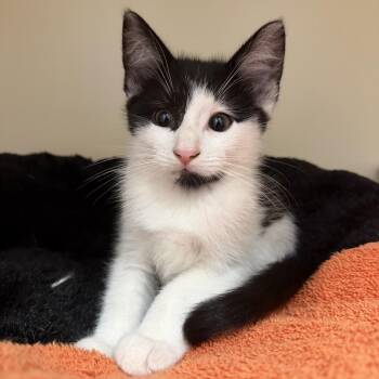 Ken Jennings -  Domestic Short Hair Cat for Adoption in Cooperstown, New York - Ken Jennings | PetCurious