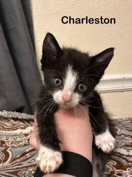 Rescue Domestic Short Hair Cats for Adoption in Sonora, California - Charleston | PetCurious