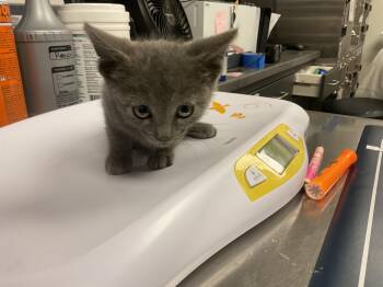 CRITTER - NEEDS FOSTER -  Domestic Short Hair Cat for Adoption in Ontario, California - CRITTER - NEEDS FOSTER | PetCurious
