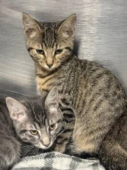 Jo -  Domestic Short Hair Cat for Adoption in Fort Worth, Texas - Jo | PetCurious