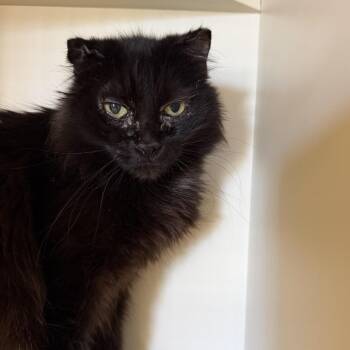 Domestic Medium Hair Cats Available for Adoption in Cody, Wyoming - Asiago | PetCurious