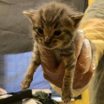 Houdini -  Domestic Short Hair Cat for Adoption in Newark, New Jersey - Houdini | PetCurious