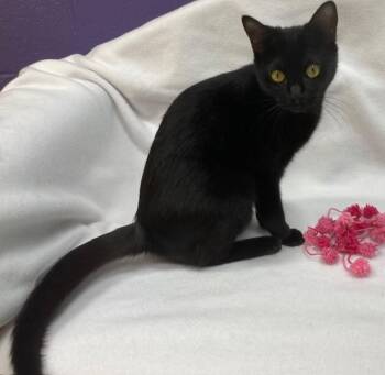 Milan-Available Soon -  Domestic Short Hair Cat for Adoption in Arlington, Virginia - Milan-Available Soon | PetCurious