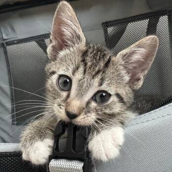 Garrett Graham -  Domestic Short Hair Cat for Adoption in Cumming, Georgia - Garrett Graham | PetCurious