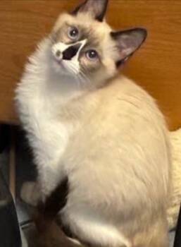 Rescue Domestic Short Hair Cats for Adoption in Millcreek, Utah - Milo | PetCurious