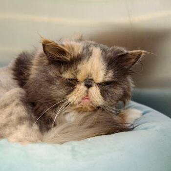 Grouchy -  Persian Cat for Adoption in Scituate, Massachusetts - Grouchy | PetCurious