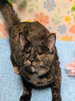 Domestic Short Hair Cats Available for Adoption - Autumn | PetCurious