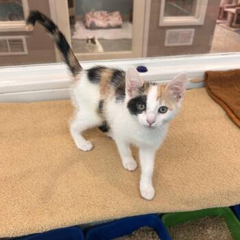 Salt -  Domestic Short Hair Cat for Adoption in Fresno, California - Salt | PetCurious