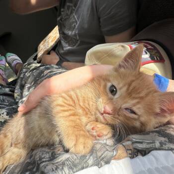 Domestic Short Hair Cats Available for Adoption in Columbia, South Carolina - Stafford And Bull (bonded) | PetCurious