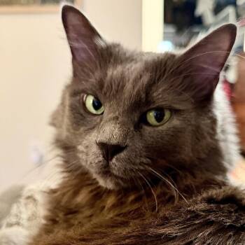 Domestic Medium Hair Cats Available for Adoption in Washington, District Of Columbia - Mr. Puss | PetCurious
