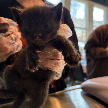 Domestic Short Hair Cats Available for Adoption - Jagger | PetCurious