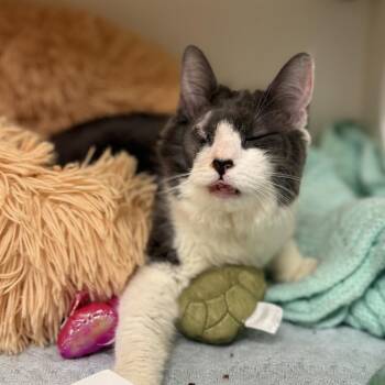 Domestic Short Hair Cats Available for Adoption in Philadelphia, Pennsylvania - Greta | PetCurious