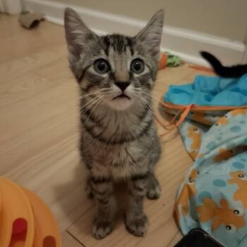 Rescue Domestic Short Hair Cats for Adoption in Durham, North Carolina - Pringles | PetCurious