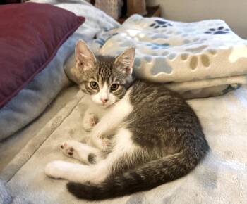 Owen -  Domestic Short Hair Cat for Adoption in Pasco, Washington - Owen | PetCurious