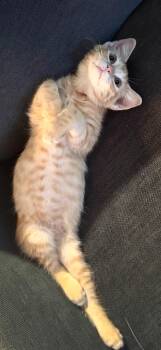 Doogie Meowser -  Domestic Short Hair Cat for Adoption in Frisco, Texas - Doogie Meowser | PetCurious