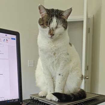 Domestic Short Hair Cats Available for Adoption in Seneca, South Carolina - Duke | PetCurious