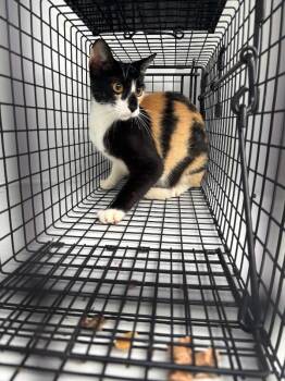 Jancy -  Calico Cat for Adoption in Mobile, Alabama - Jancy | PetCurious
