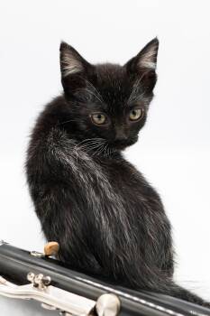 Domestic Short Hair Cats Available for Adoption - John Coltrane | PetCurious