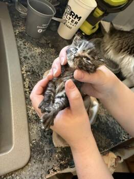 Kitten Aldag -  Domestic Short Hair Cat for Adoption in Metamora, Illinois - Kitten Aldag | PetCurious