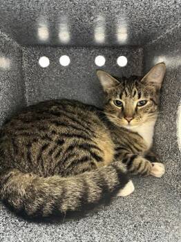 LYNX -  Domestic Short Hair Cat for Adoption - LYNX | PetCurious