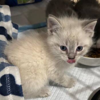 Domestic Short Hair Cats Available for Adoption in Union City, Pennsylvania - Bandit | PetCurious
