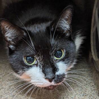 Cupid -  Domestic Short Hair Cat for Adoption in Philadelphia, Pennsylvania - Cupid | PetCurious