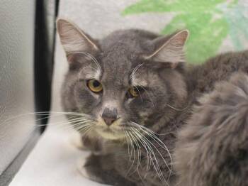 Domestic Medium Hair Cats Available for Adoption in Portland, Oregon - Stark | PetCurious